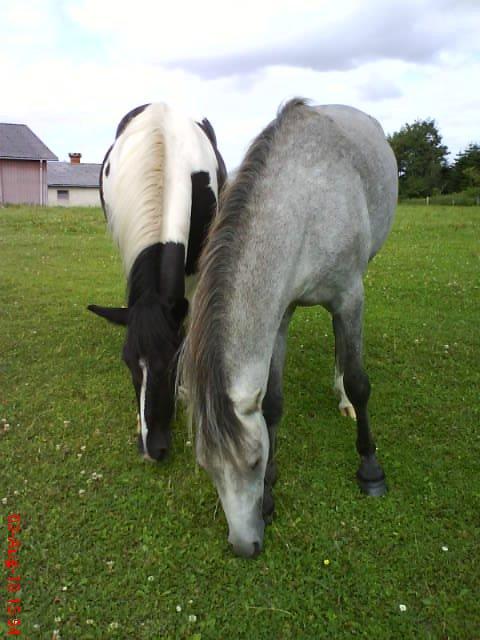 Irish Cob Crossbreed Deaklan [ Tidligere hest ] billede 5