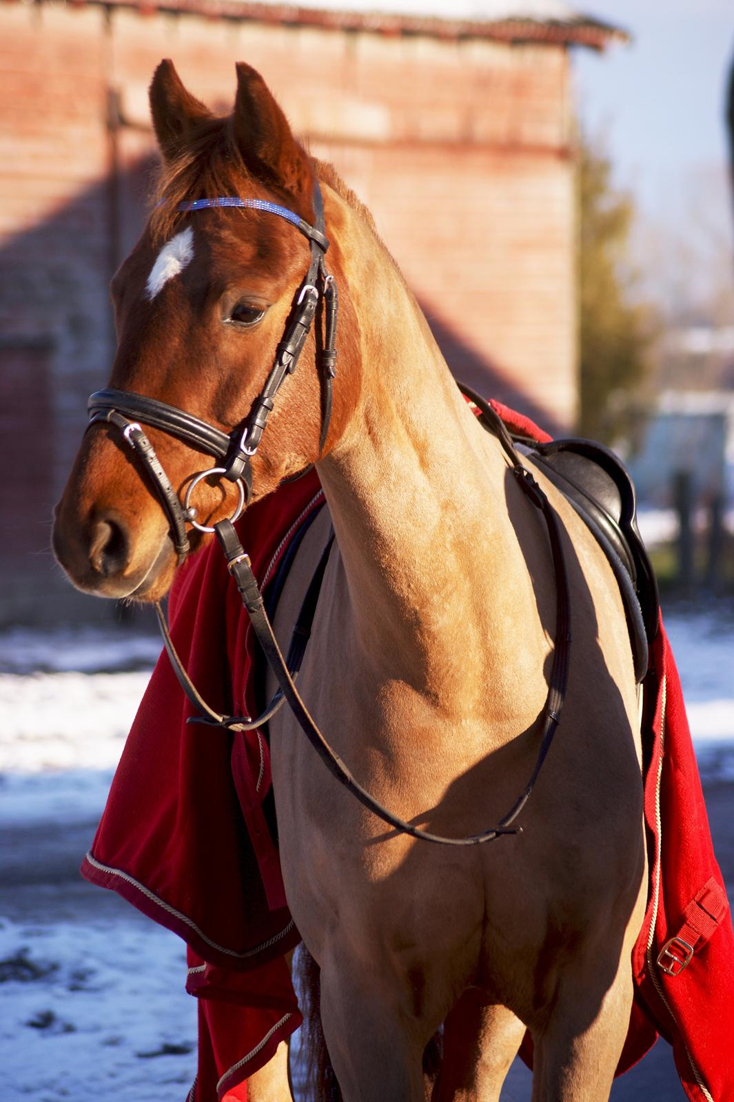 Dansk Varmblod Rinkenæs' Chico - Den skønhed! <3 billede 14