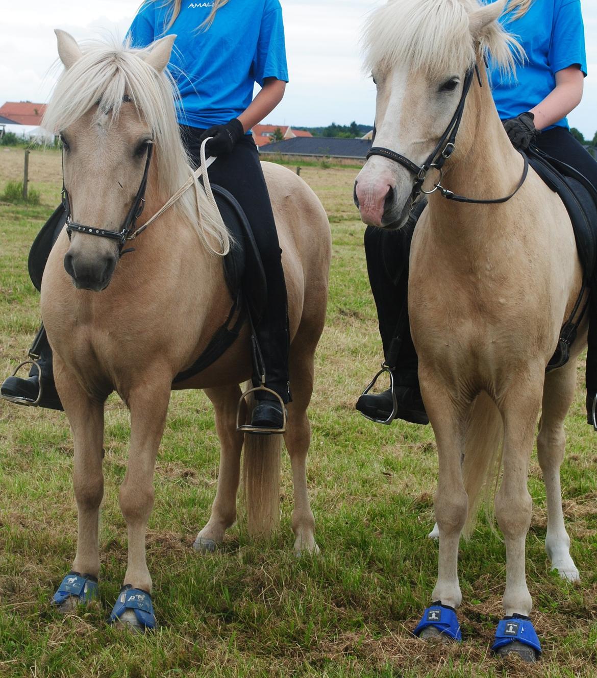 Islænder Brandari fra Jelshøj - Muddi og Fifill :D Juli 2012 - Foto: mig billede 13