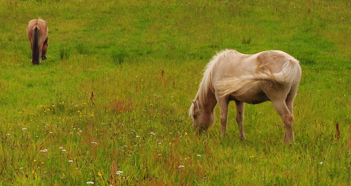 Islænder Brandari fra Jelshøj - Fála og Mudd på græs, sensommer 2012. Foto: mig billede 14