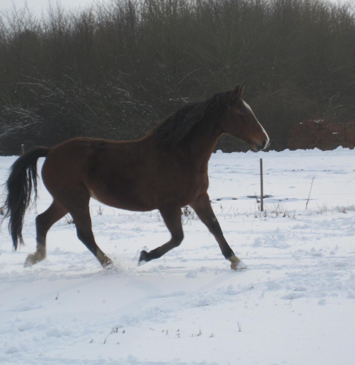 Oldenborg Anky Hedegaard billede 7