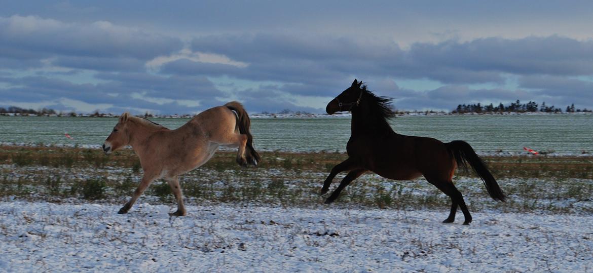 Fjordhest Jydegårdens Luna [himmelhest] - Vi gir den gas i sneen :-)
vinter 2012 billede 12