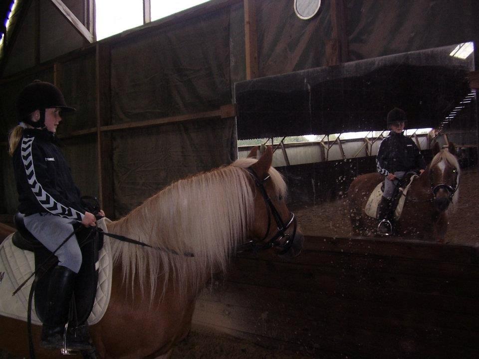 Anden særlig race abiliaty ( tidligere låne pony ) billede 9