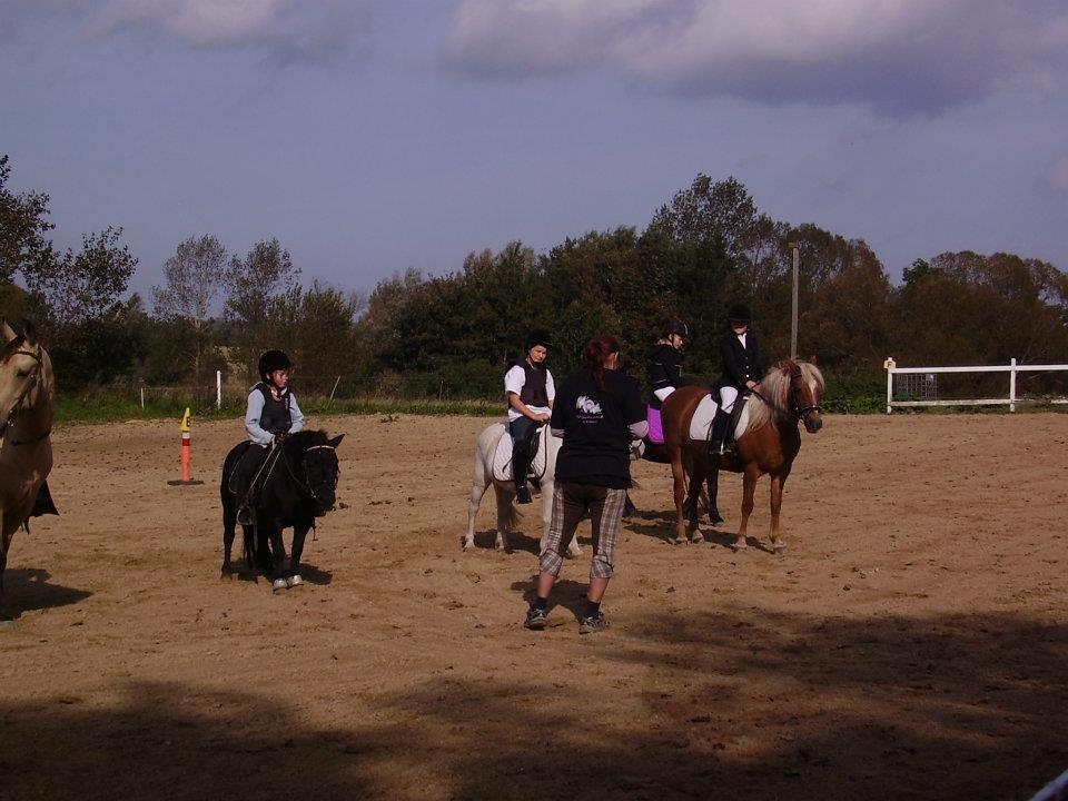 Anden særlig race abiliaty ( tidligere låne pony ) billede 8