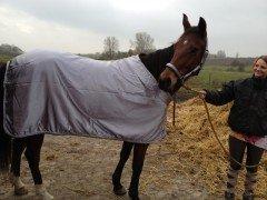 Traver Princess billede 10