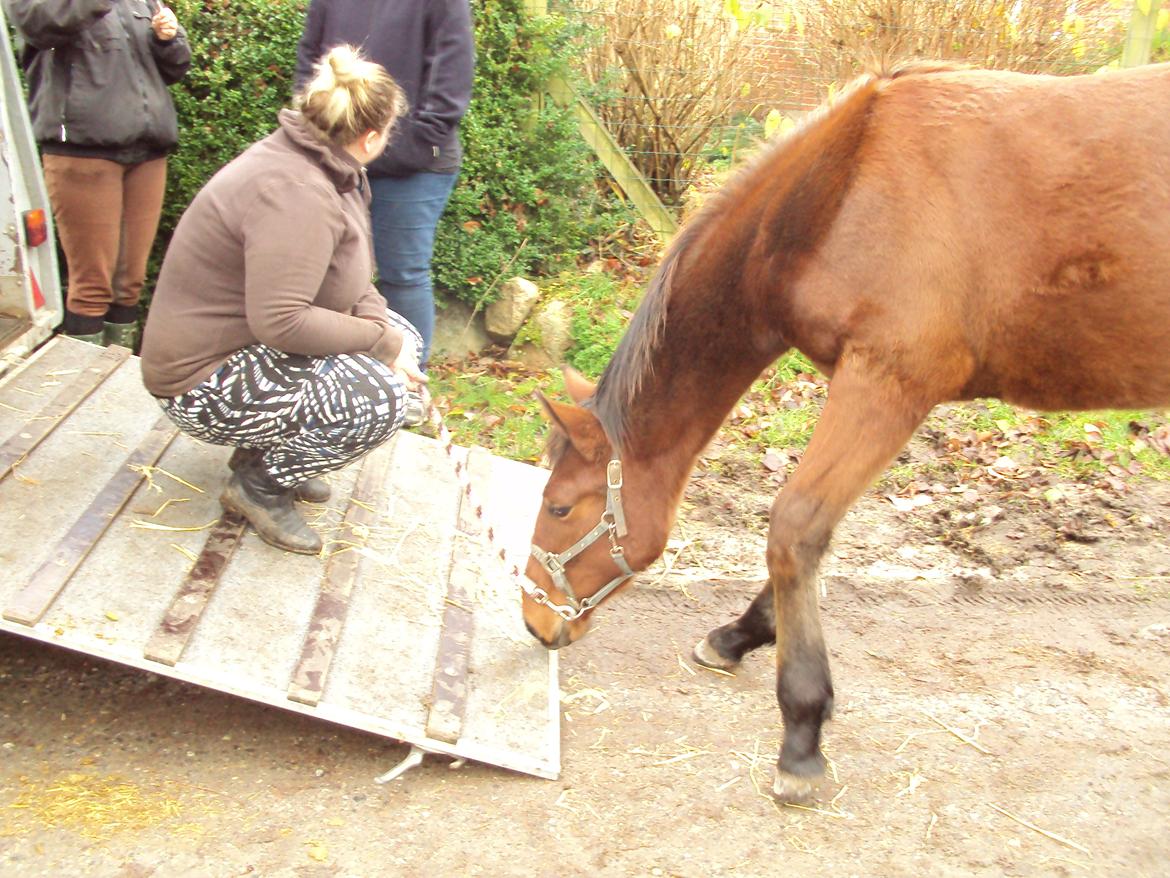 Anden særlig race Willemoes - Hvad er det?? Wille læsse for første gang :) Han var så sød og nem.. November 2012 billede 17