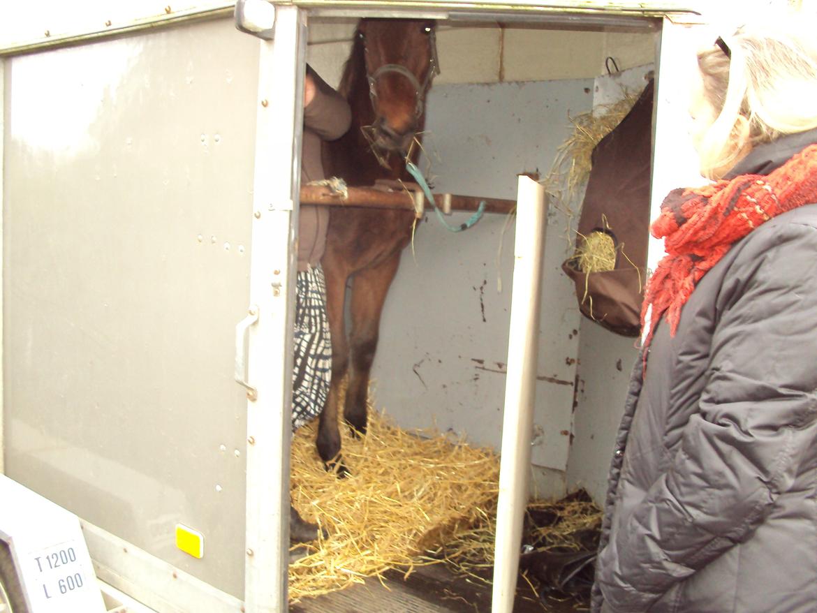 Anden særlig race Willemoes - Så er vi klar til første køretur.. Han klarede den lange tur fra Mariager til Frederikshavn med bravour :) billede 18