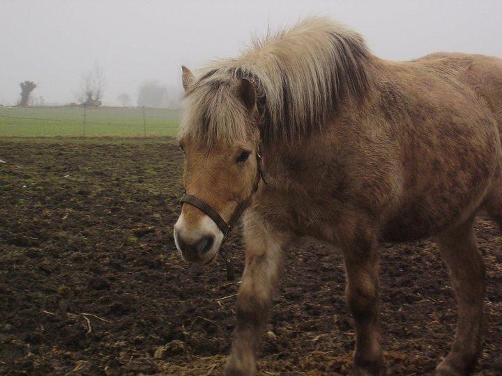 Fjordhest lukas billede 13