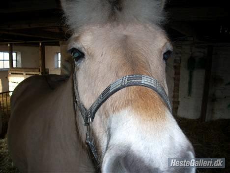 Fjordhest lukas billede 17