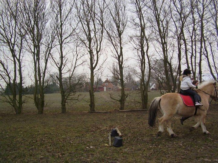 Fjordhest lukas billede 9
