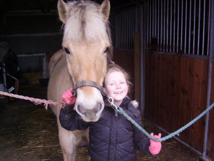 Fjordhest lukas billede 4