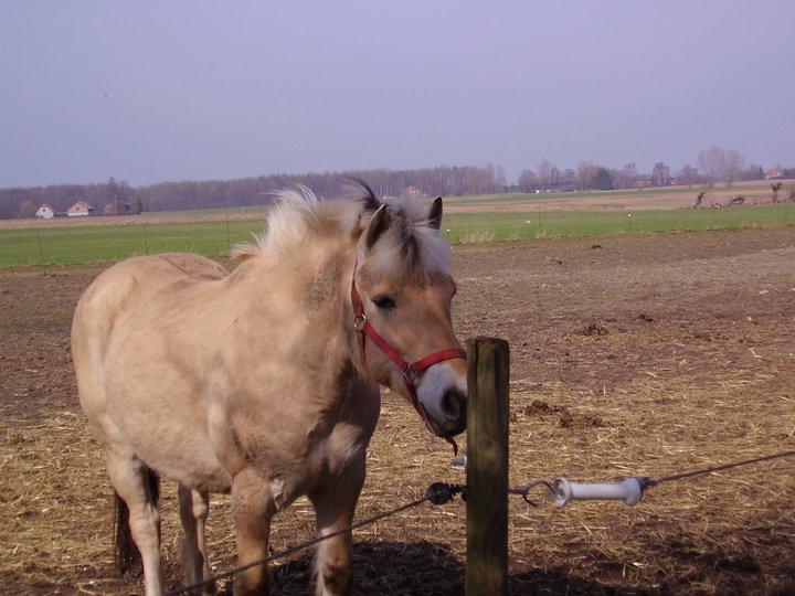 Fjordhest lukas billede 8