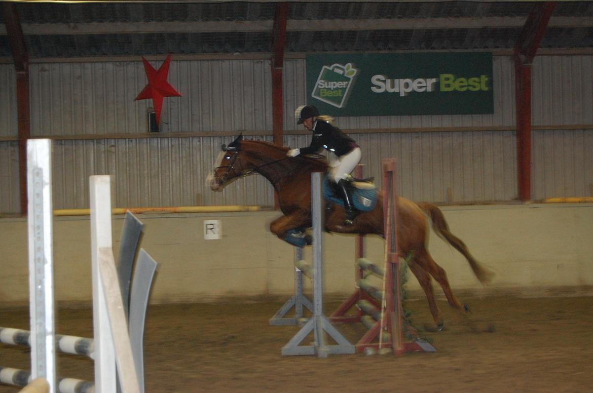 Dansk Varmblod Birkemosegaards Toronto billede 18