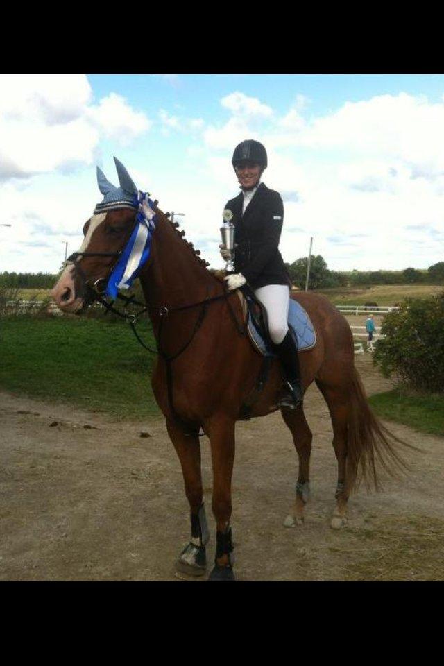 Dansk Varmblod Birkemosegaards Toronto billede 19