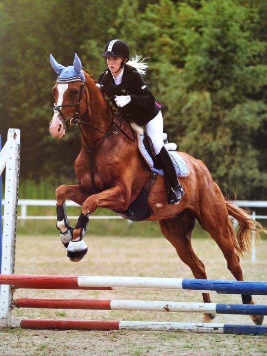 Dansk Varmblod Birkemosegaards Toronto billede 1