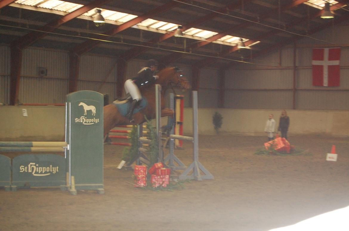 Dansk Varmblod Birkemosegaards Toronto billede 20