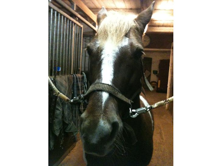 {{currentPhoto.altText}} billede {{currentPhoto.number}}