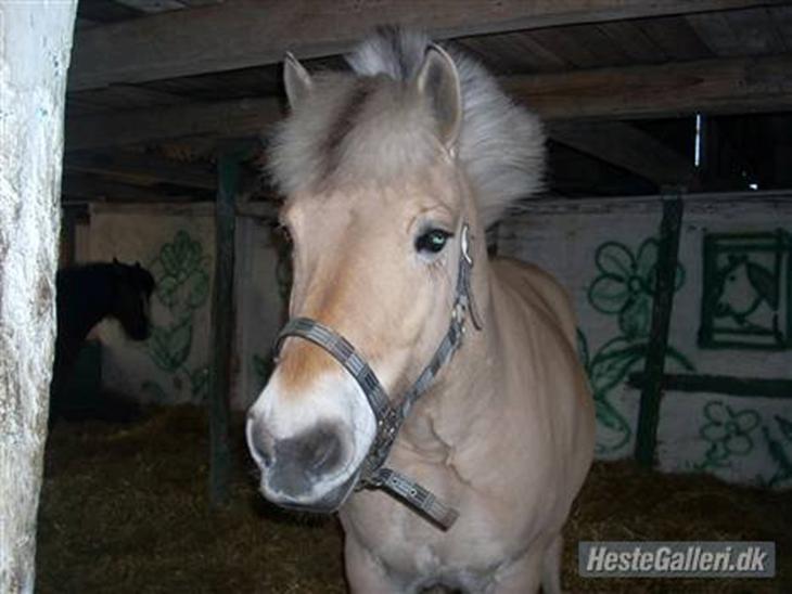 {{currentPhoto.altText}} billede {{currentPhoto.number}}