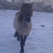 Islænder Mist fra Trællerup