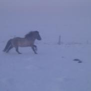Islænder Mist fra Trællerup