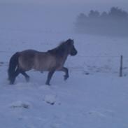 Islænder Mist fra Trællerup