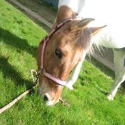 Anden særlig race Devita