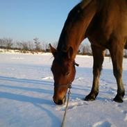 Anden særlig race Charlie Brown /aflivet/