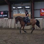 Anden særlig race Charlie Brown /aflivet/