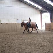 Anden særlig race Charlie Brown /aflivet/