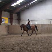 Anden særlig race Charlie Brown /aflivet/