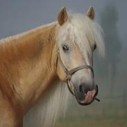 Haflinger Walther