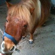 Shetlænder VANDMØLLENS NADIA