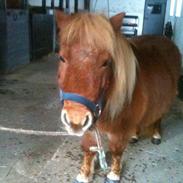 Shetlænder VANDMØLLENS NADIA