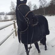 Dansk Varmblod Ofelia