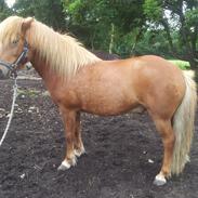 Islænder Leitni fra Ravnekrogen.