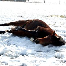 Traver Kaisy Salløv