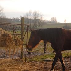 Traver Kaisy Salløv