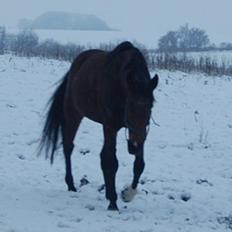 Traver Kaisy Salløv