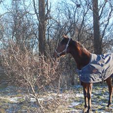 Traver Scott Salløv