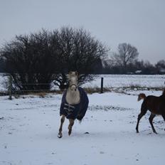 Anden særlig race *solgt* Ice