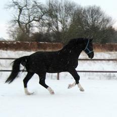 Schweres Warmblut Gero