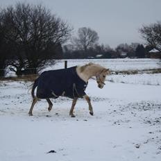 Anden særlig race *solgt* Ice