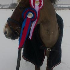 New Forest Roløkke Softice -MIT ET OG ALT!-