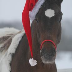 Anden særlig race Tchad the Spot
