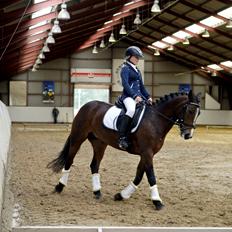 Irsk Sportspony Gannons lass  *Solgt*