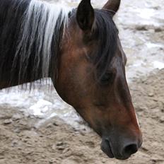 Anden særlig race Balou