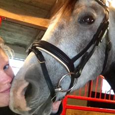 Shagya Araber (SH) Koheilan Al Ziyadah