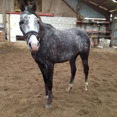 Shagya Araber (SH) Koheilan Al Ziyadah