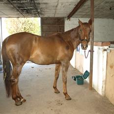 Anden særlig race Nippy