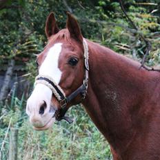 Anden særlig race Webster muss <3